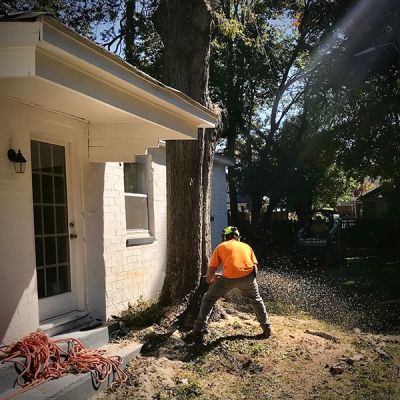 Appalachian Treework